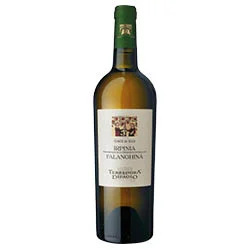 Irpinia DOC Falanghina Corte di Giso 2024 Terredora